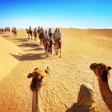 desert-experience-camel-safari